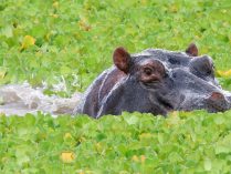 Hipopótamos en su habitat