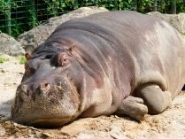 Historia del hipopótamo