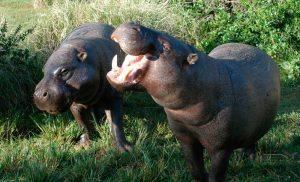 Imágenes de hipopótamos