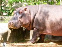 Imagenes del hipopótamo común