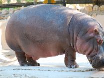Imagenes divertidas de hipopótamos