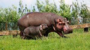 Los hipopótamos y el territorio