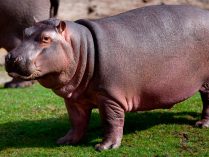Pigmentación de la piel de los hipopótamos