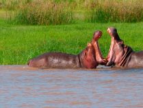 Rango de los hipopótamos
