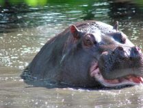 Rasgos generales del hipopótamo común