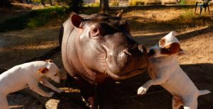 Relación de los hipopótamos con otros animales