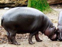 Reproducción y ciclos de vida de los hipopótamos