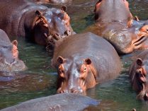 La respuesta de la evolución de los hipopótamos