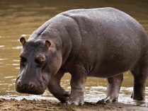 Vida del hipopótamo